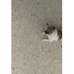 Floor tiles 25x21,6 Italy naturalle, esagona, 9mm, style: mosaic 1st choice rettificato surface: Matt, hue: Grey Plain tiles Floor tiles 25x21,6 Italy naturalle, esagona, 9mm, style: mosaic 1st choice rettificato surface: Matt, hue: Grey Plain tiles